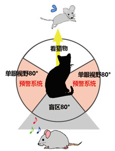 Vol.13肉食系？草食系？～動(dòng)物眼睛之奇跡～